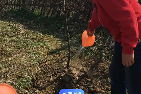 什么时候适合移栽樱桃树，以每年10月份初为宜
