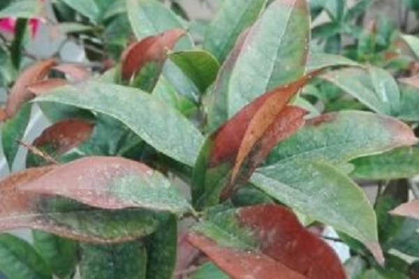 桂花树掉叶原因，可能是烂根、湿度不足、缺水或水分过多等因素造成