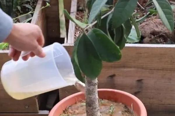 桂花树掉叶原因，可能是烂根、湿度不足、缺水或水分过多等因素造成