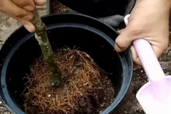 桂花树掉叶原因，可能是烂根、湿度不足、缺水或水分过多等因素造成