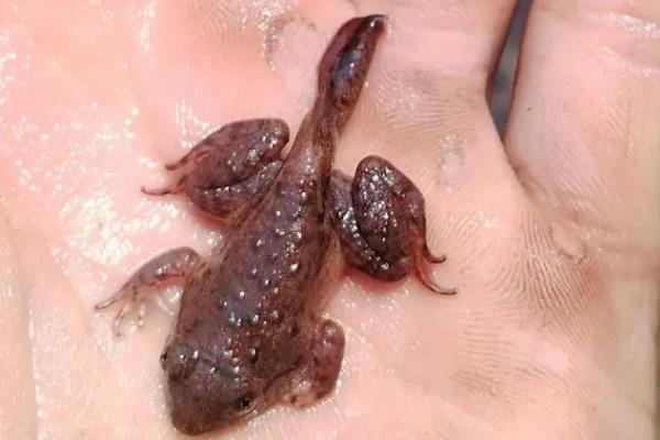 石蛙蝌蚪吃什么，可以吃小环藻、水绵、苔藓、草履虫等