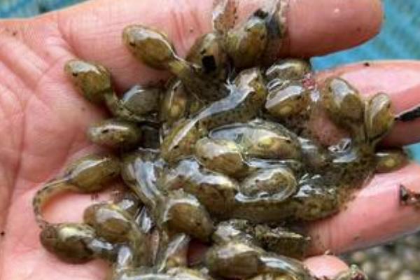 石蛙蝌蚪吃什么，可以吃小环藻、水绵、苔藓、草履虫等