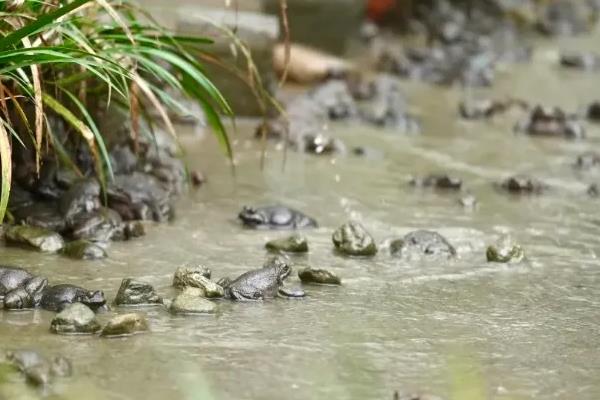 石蛙蝌蚪吃什么，可以吃小环藻、水绵、苔藓、草履虫等
