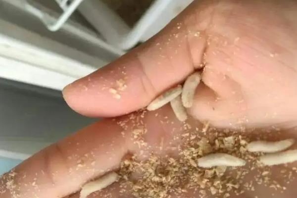 钓鱼的饵料种类，分为自然饵和商品饵