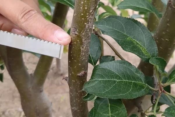 苹果树要过多久才能结果，一般经过3年就能长出果实