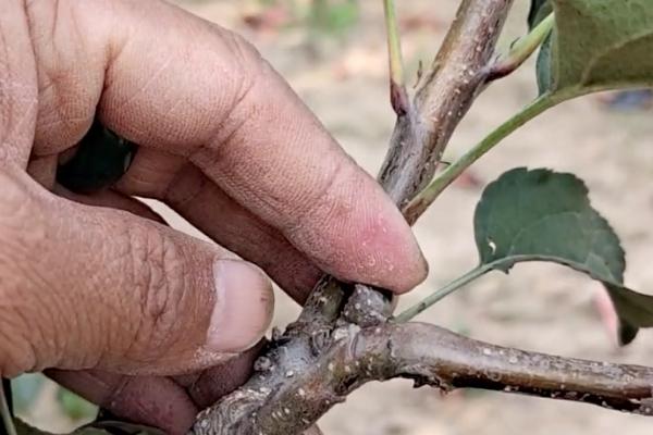 苹果树要过多久才能结果，一般经过3年就能长出果实