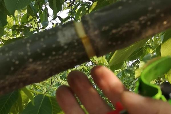苹果树要过多久才能结果，一般经过3年就能长出果实