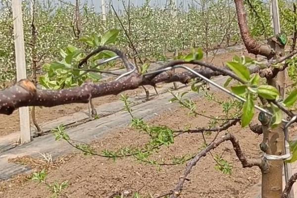 苹果树要过多久才能结果，一般经过3年就能长出果实