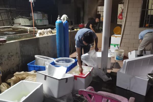 白鳝鱼苗的价格，地区、季节、市场等条件会影响售价