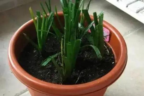风雨兰地栽种植方式，建议在春秋两季进行