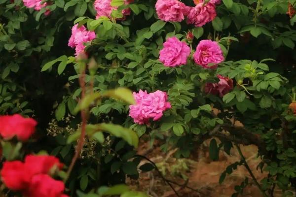 香水玫瑰的花语，寓意快乐幸福、美丽青春等