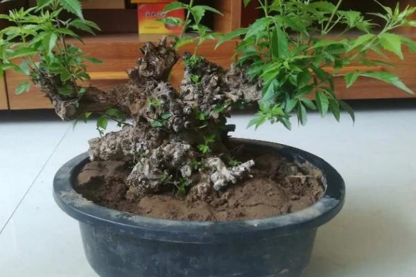 怎样栽种黄荆树桩盆景，需要准备空间较大的紫砂盆或者釉陶盆