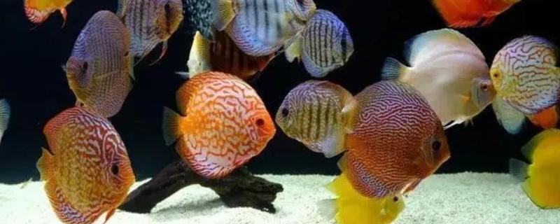 七彩神仙鱼好不好养，对环境有要求饲养难度高