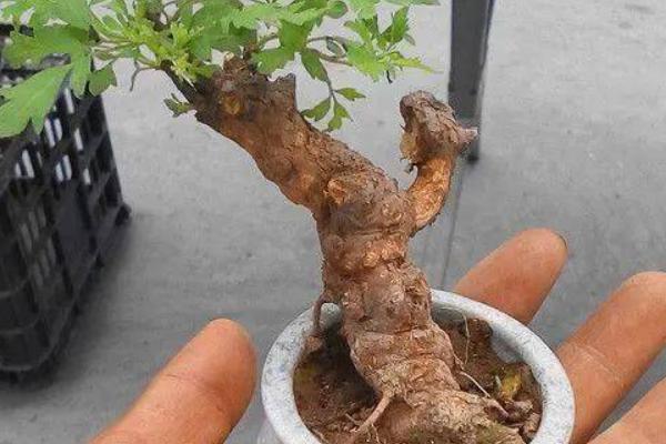 怎样栽种黄荆树桩盆景，需要准备空间较大的紫砂盆或者釉陶盆
