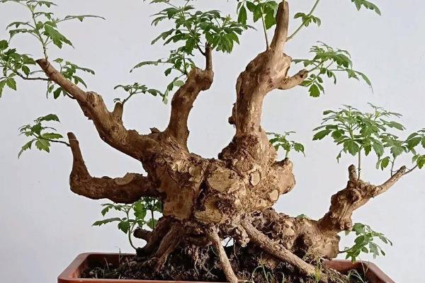 怎样栽种黄荆树桩盆景，需要准备空间较大的紫砂盆或者釉陶盆