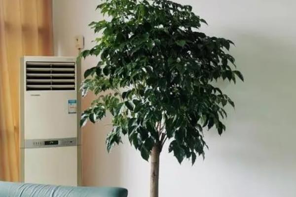 幸福树冻伤的叶子能不能恢复，冻伤的叶子不能恢复