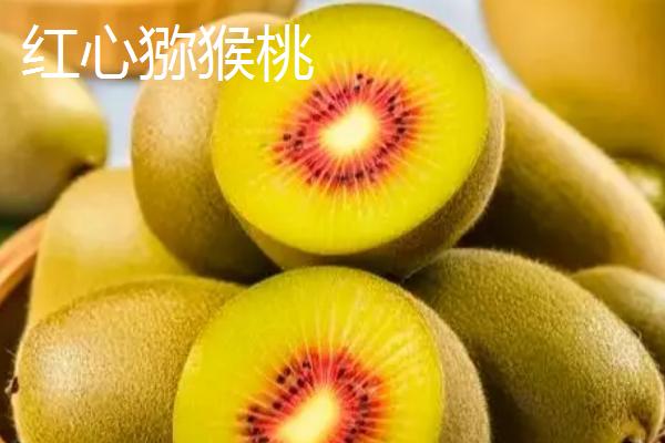 南方种什么品种的猕猴桃树好，可选择红阳猕猴桃、红心猕猴桃等