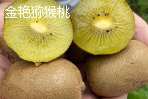 南方种什么品种的猕猴桃树好，可选择红阳猕猴桃、红心猕猴桃等