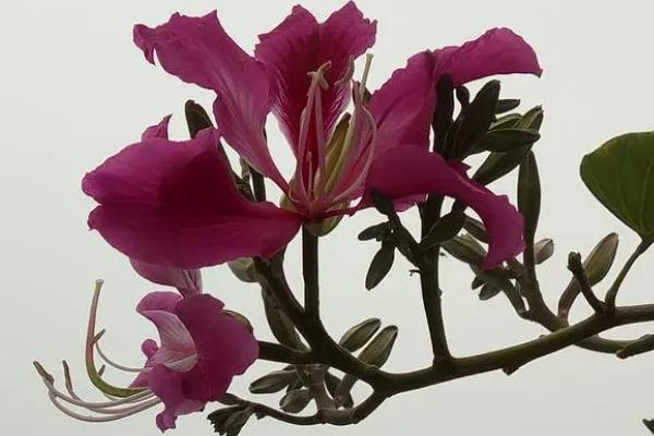 什么时候扦插紫荆花好，初夏时节扦插为佳