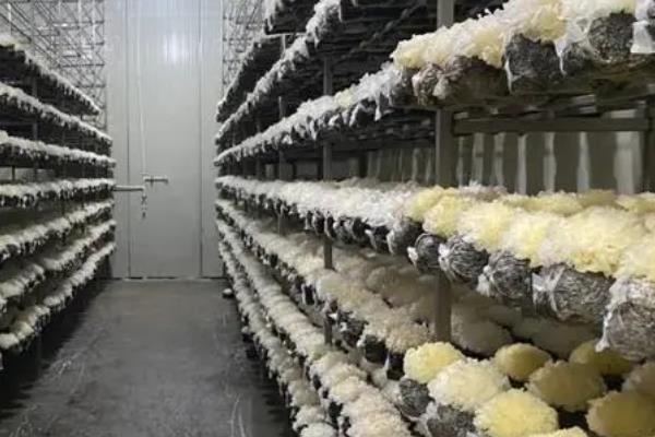雪杉耳和银耳的区别，外观、培育技术均不同