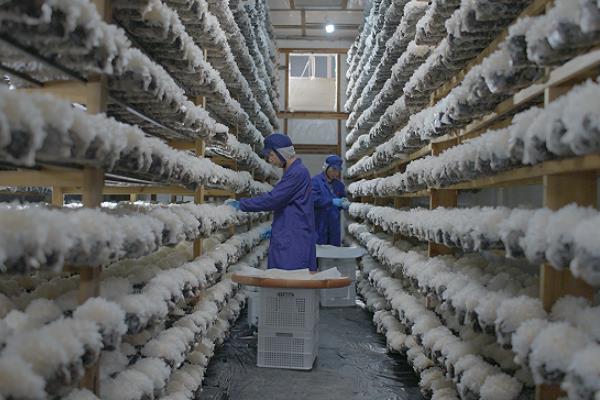 雪杉耳和银耳的区别，外观、培育技术均不同
