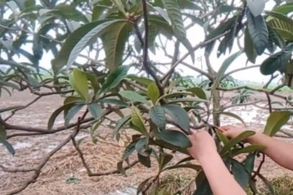 无核枇杷树苗是真无核吗，无核枇杷树苗是真的没有核