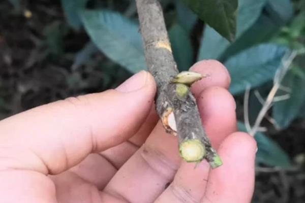 无核枇杷树苗是真无核吗，无核枇杷树苗是真的没有核