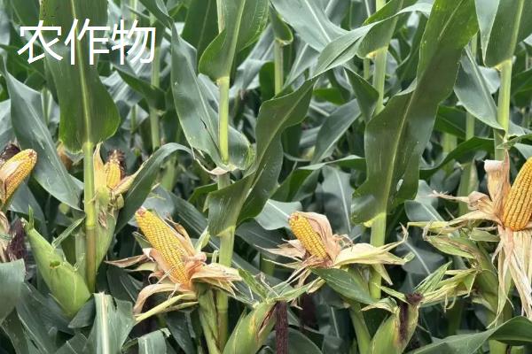 农作物和庄稼的区别是什么，概念、包括性均不同