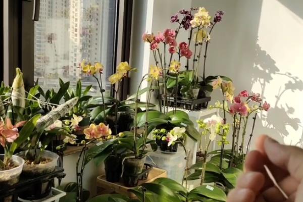 蝴蝶兰花的花期能持续多久，花期可以持续2-3个月左右