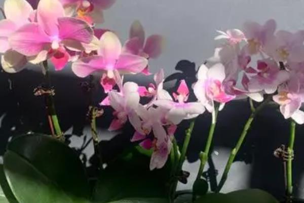 蝴蝶兰花的花期能持续多久，花期可以持续2-3个月左右