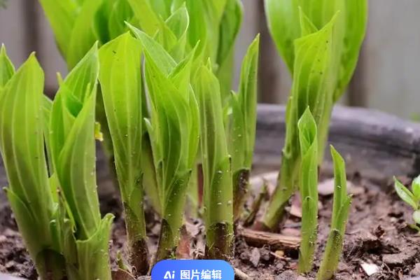 玉簪的繁殖方法，可分株繁殖和播种繁殖