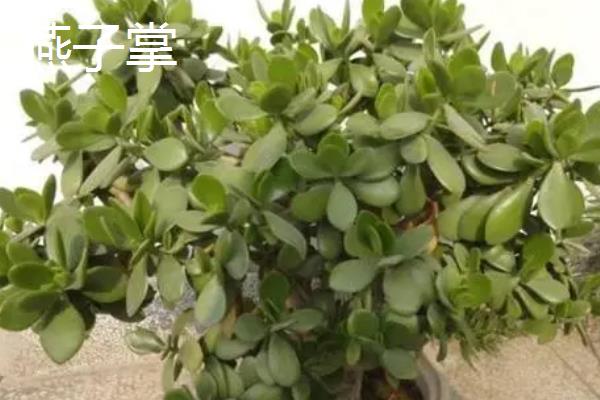 燕子掌和玉树有什么区别，茎干、叶缘均不同