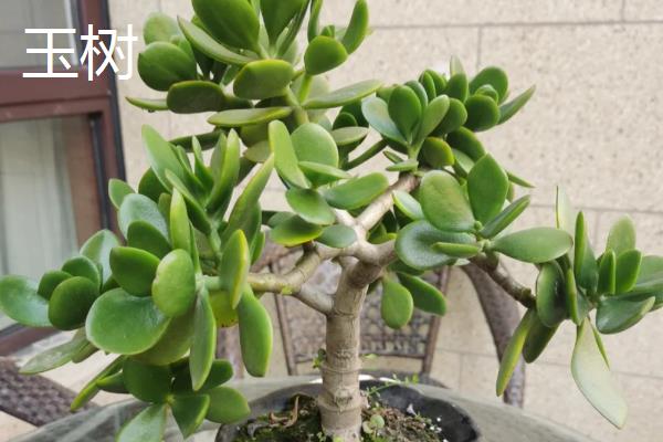 燕子掌和玉树有什么区别，茎干、叶缘均不同