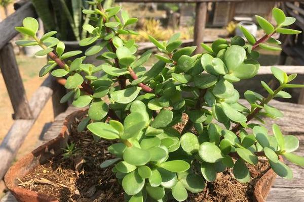 燕子掌和玉树有什么区别，茎干、叶缘均不同