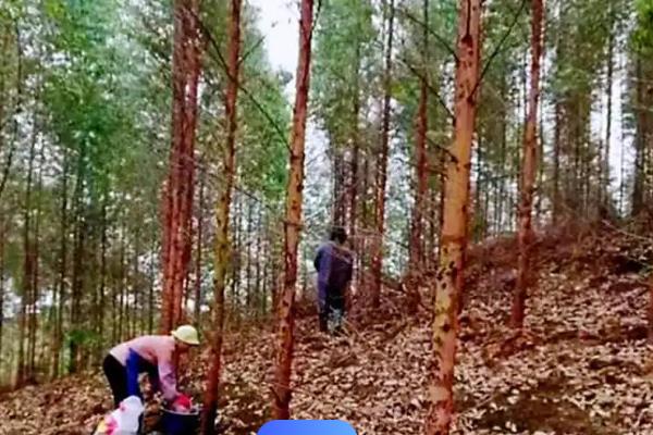 桉树施肥常见误区，常见以下7点