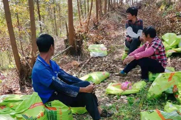 桉树施肥常见误区，常见以下7点