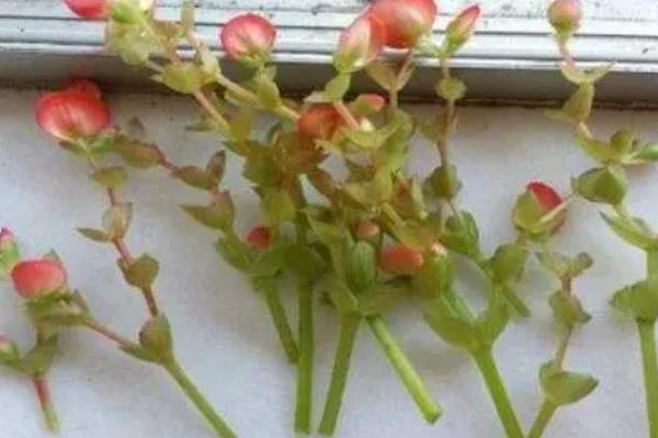 丽格海棠如何摘心，可以直接用手指掐掉它的顶梢