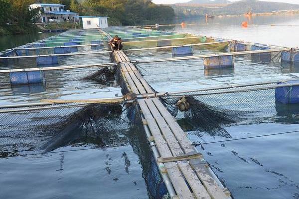 人工养殖带鱼和野生的一样吗，在性情、食性等方面都有差异