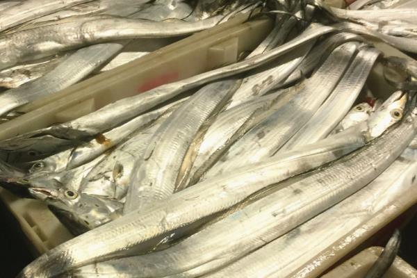 人工养殖带鱼和野生的一样吗，在性情、食性等方面都有差异