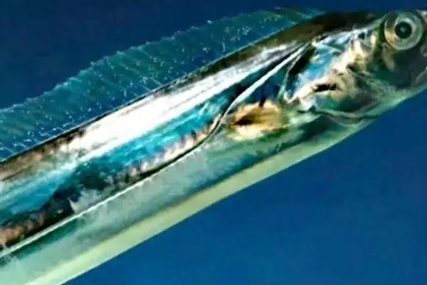 人工养殖带鱼和野生的一样吗，在性情、食性等方面都有差异