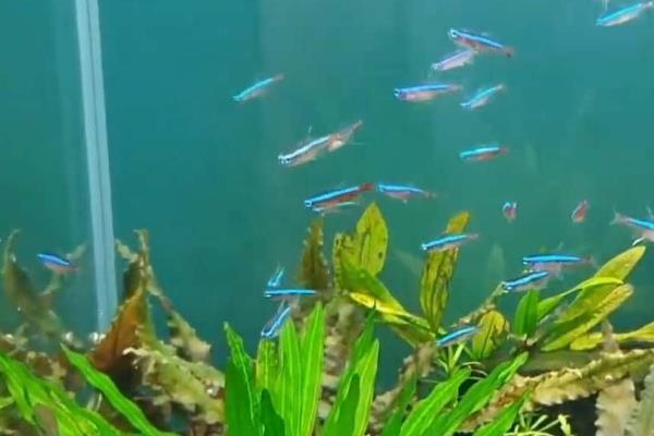螃蟹可以养吗，可以养殖但不简单