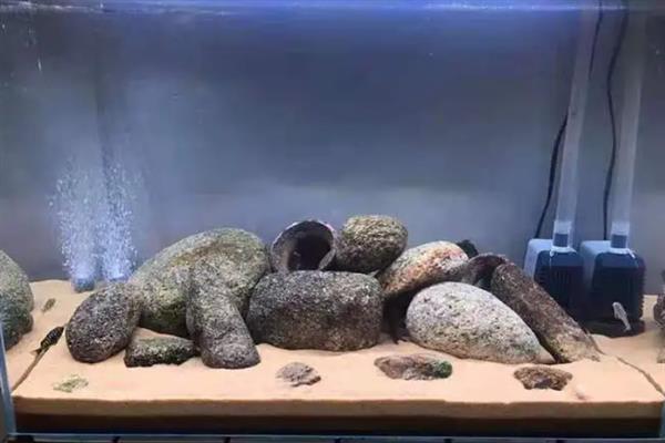 小夜灯怎么放才能防止龙鱼掉眼，尽量安装在鱼缸顶部的盖子上