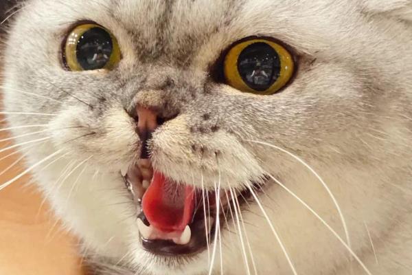 猫咪一直打嗝的原因，可能是应激反应或被噎到了
