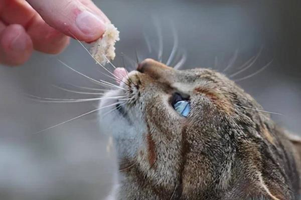 猫咪一直打嗝的原因，可能是应激反应或被噎到了