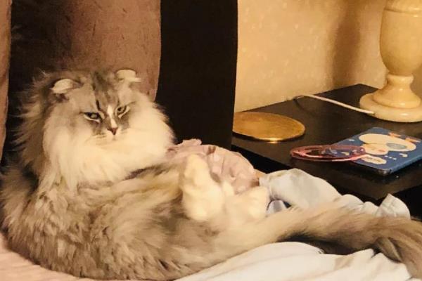 猫咪一直打嗝的原因，可能是应激反应或被噎到了