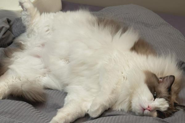 猫咪一直打嗝的原因，可能是应激反应或被噎到了