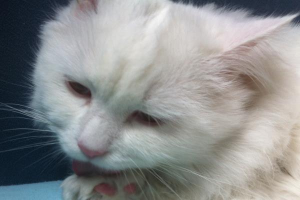 猫咪一直打嗝的原因，可能是应激反应或被噎到了