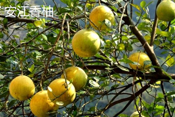 柚子的种类，常见的有安江香柚、金香柚等