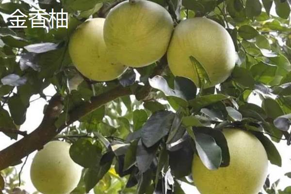 柚子的种类，常见的有安江香柚、金香柚等