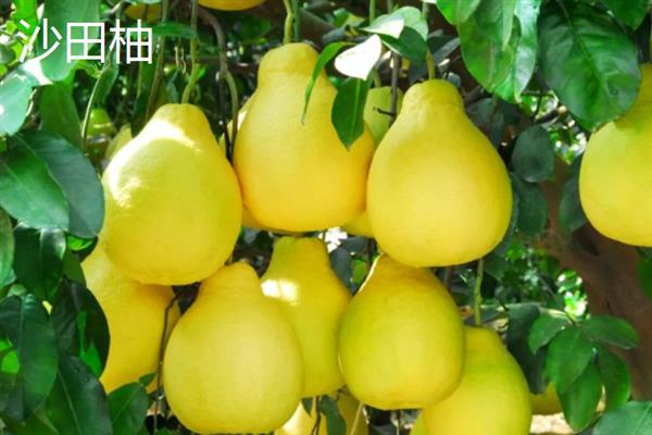 柚子的种类，常见的有安江香柚、金香柚等